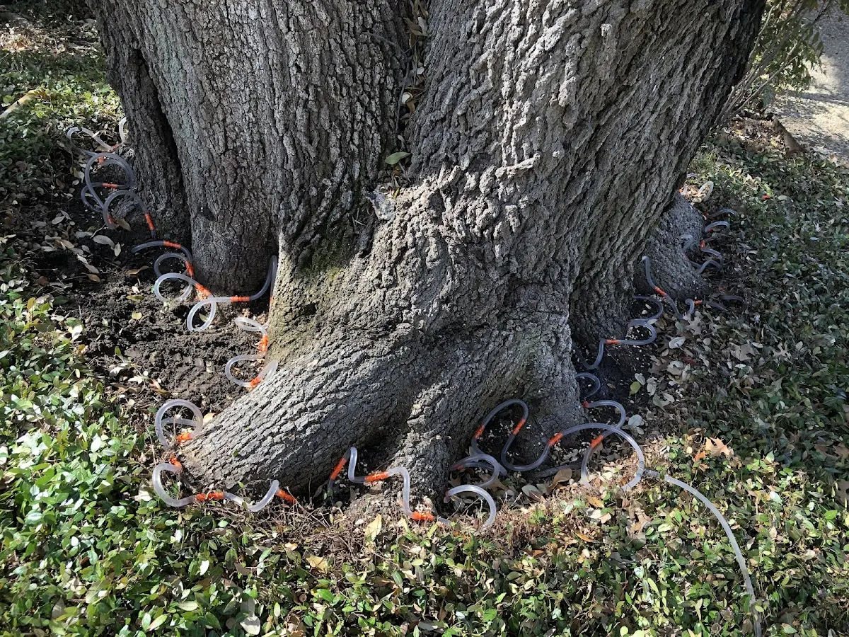 Detailed Tree Cabling and Bracing job site in Deloit