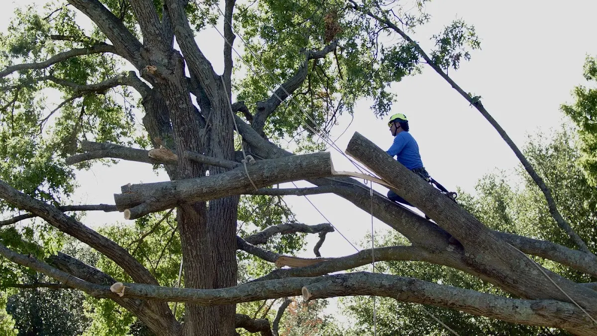 Professional Crown Thinning performed by certified arborists in Deloit